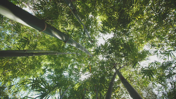 Thai Bamboo Forest Video (1)
